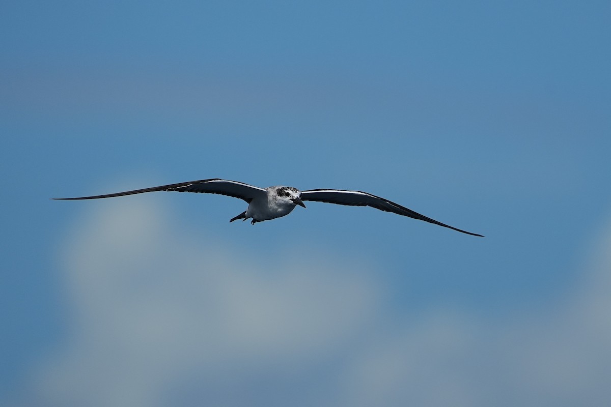 Bridled Tern - ML643407367