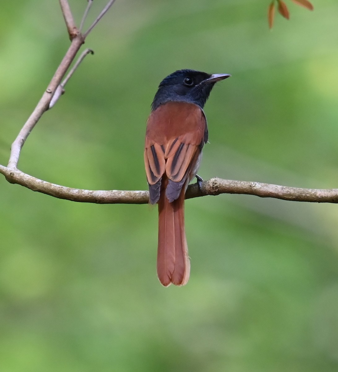 アムールサンコウチョウ - ML643407385