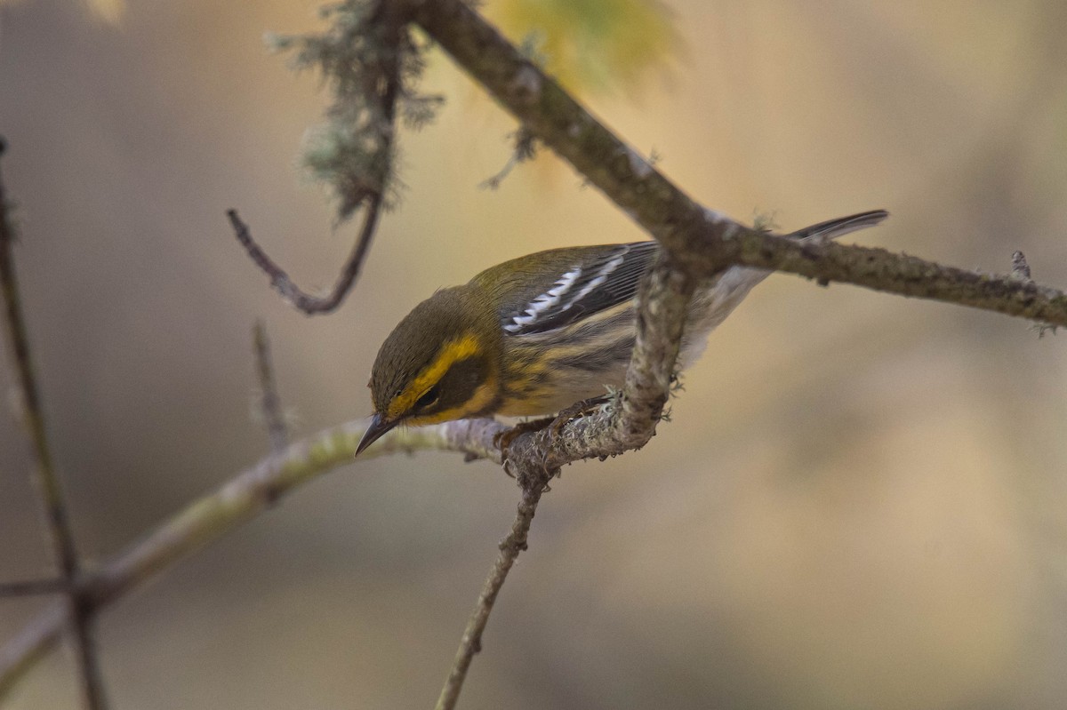Townsend's Warbler - ML643407395