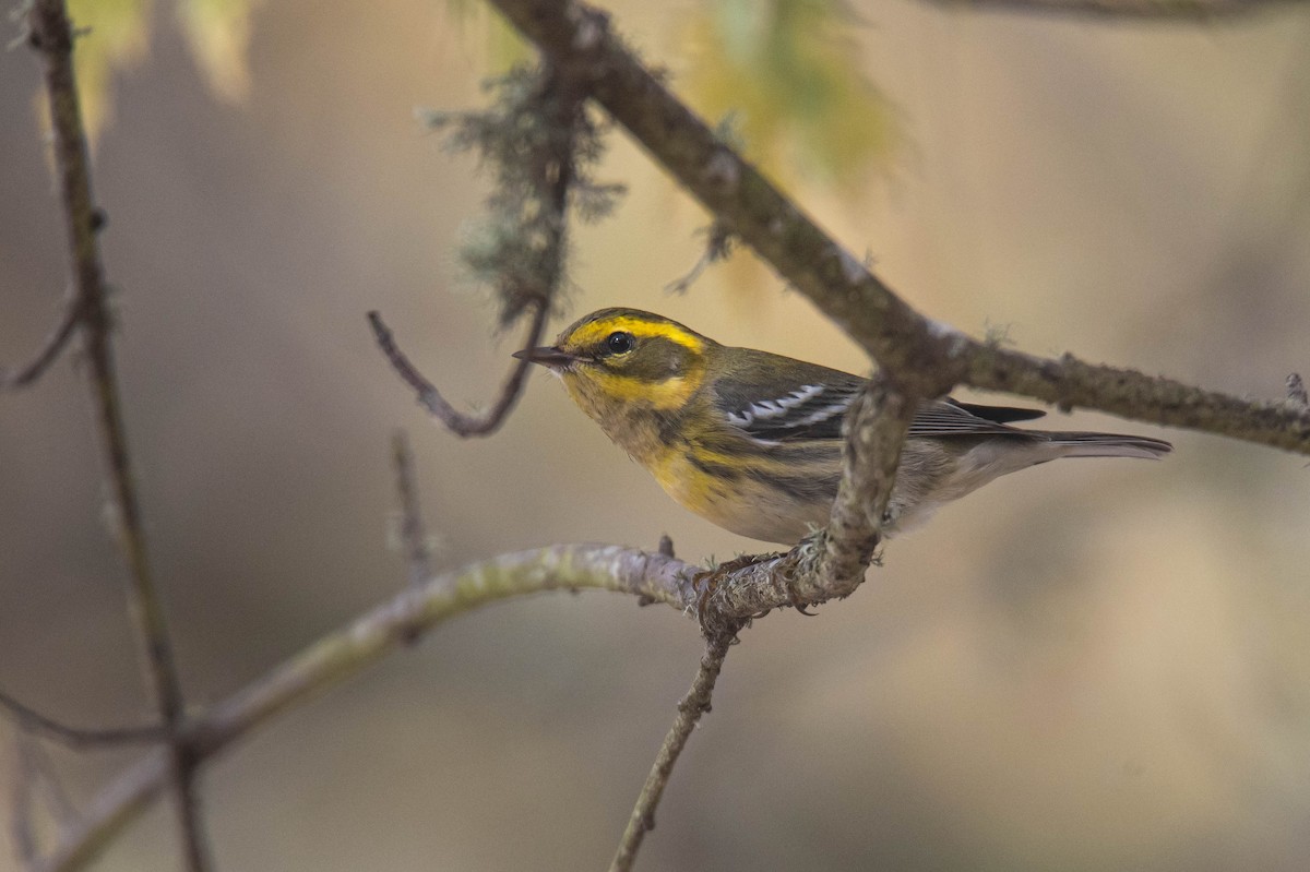 Townsend's Warbler - ML643407396