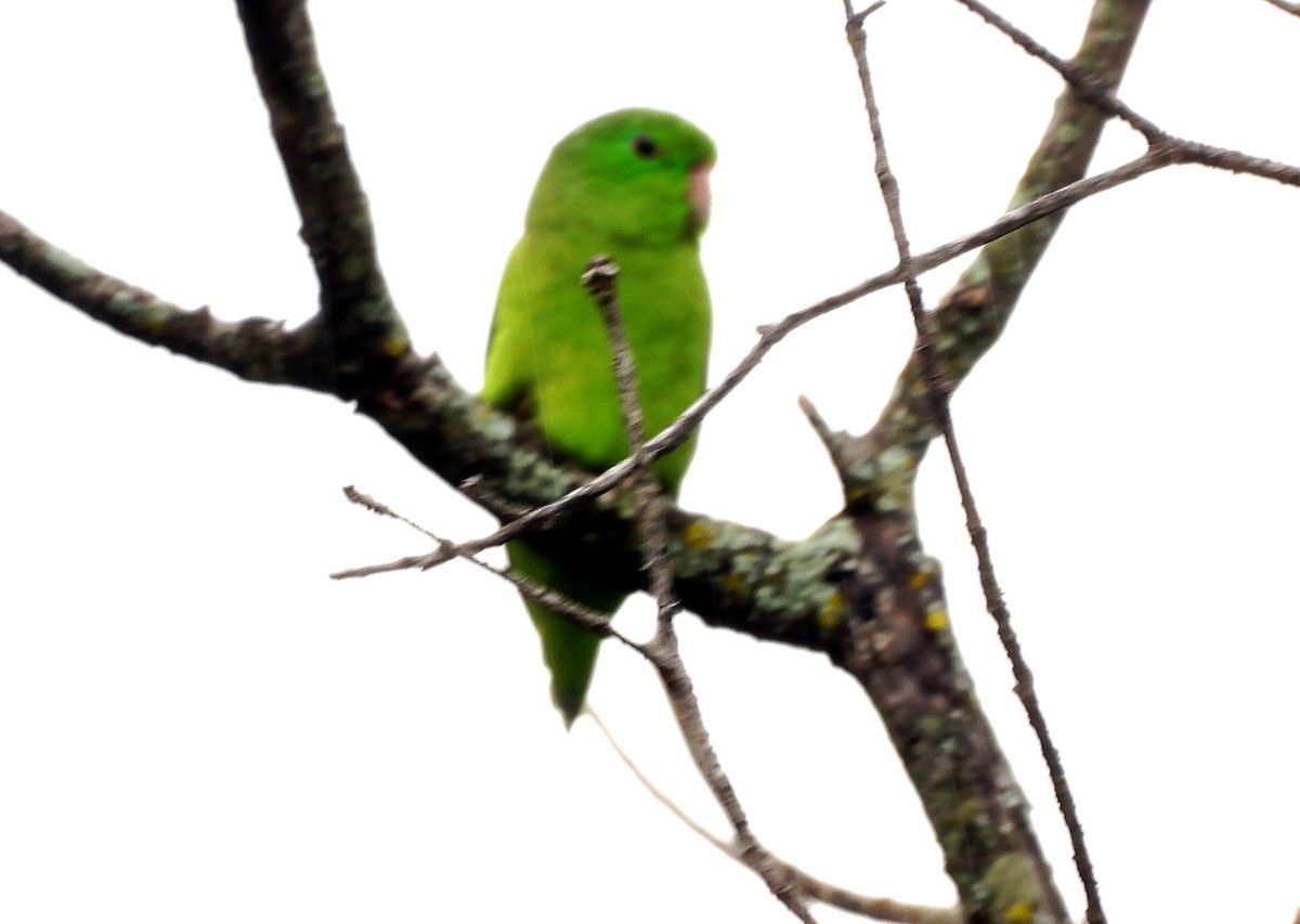 Spectacled Parrotlet - ML643407398