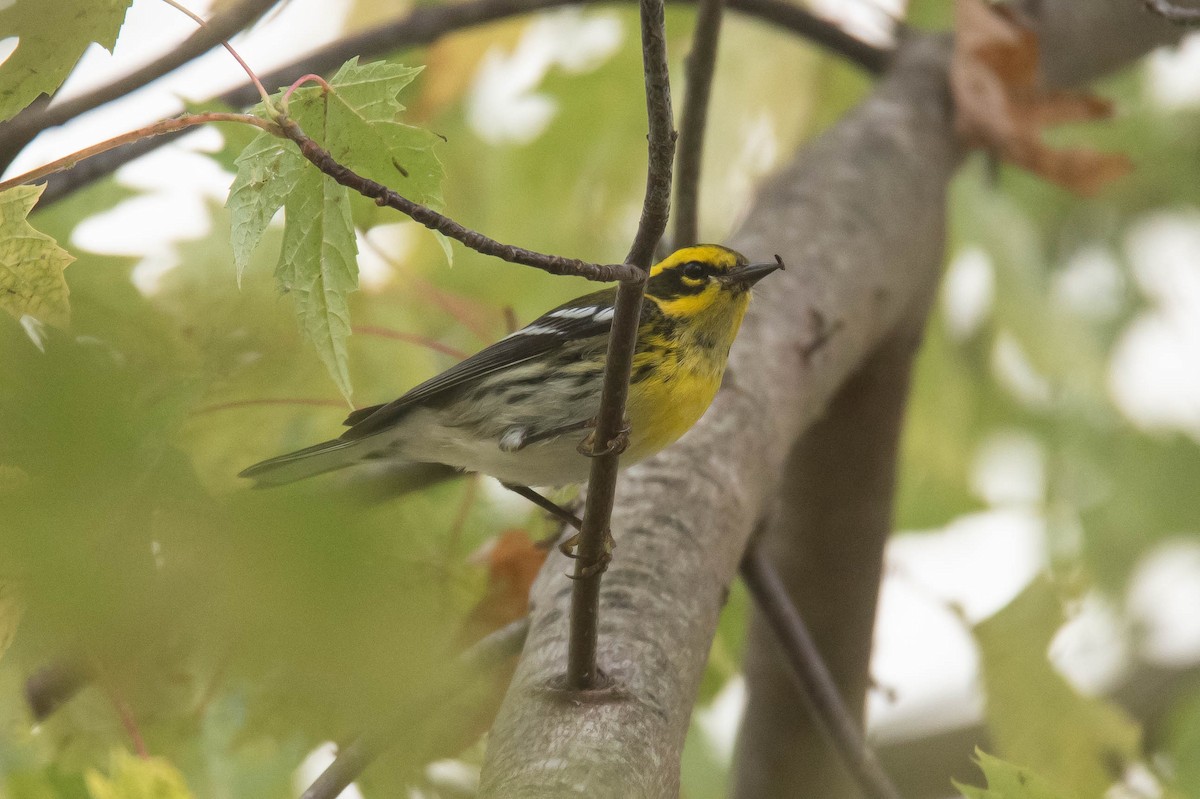 Townsend's Warbler - ML643407400