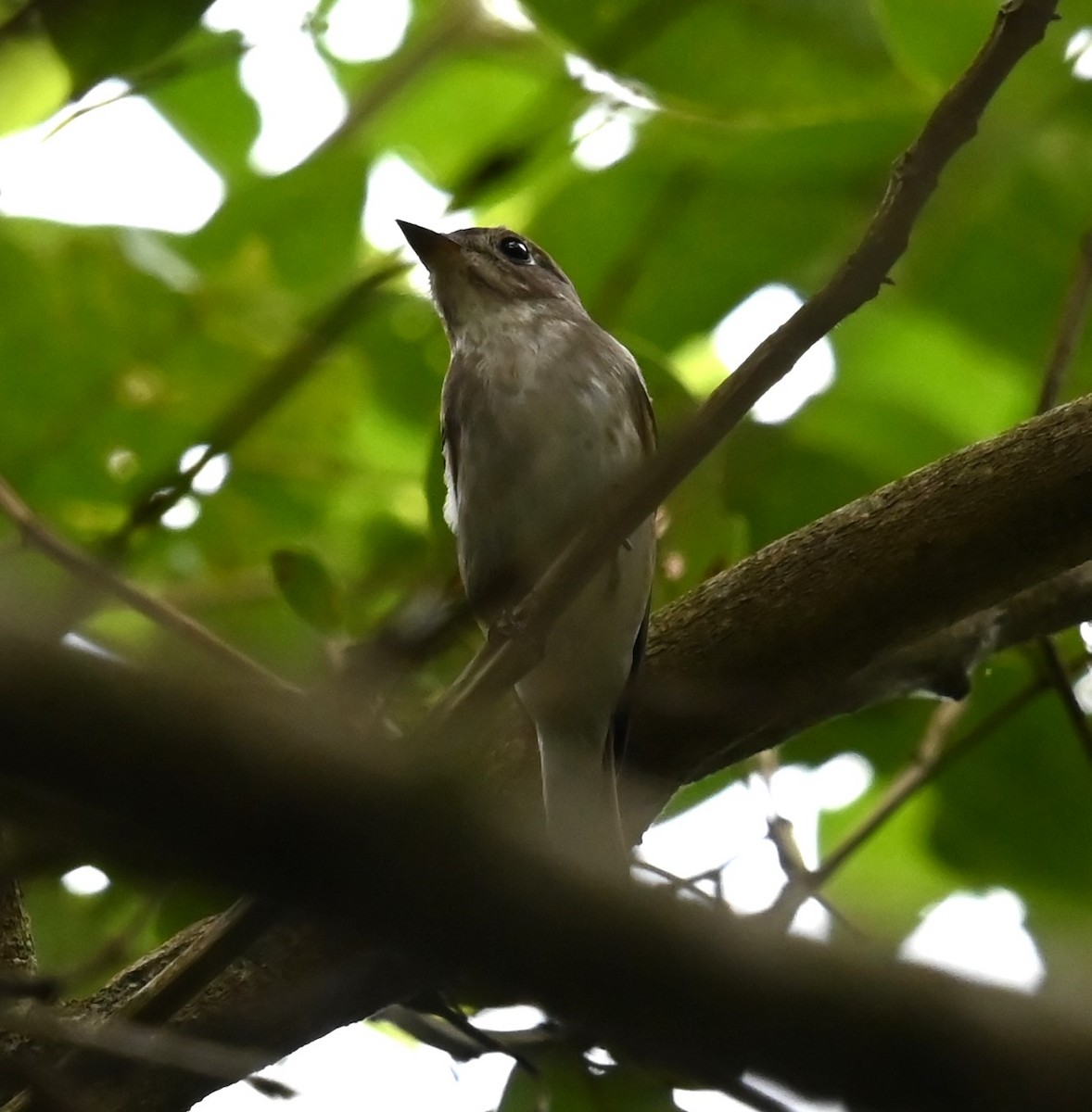 Asian Brown Flycatcher - ML643407409