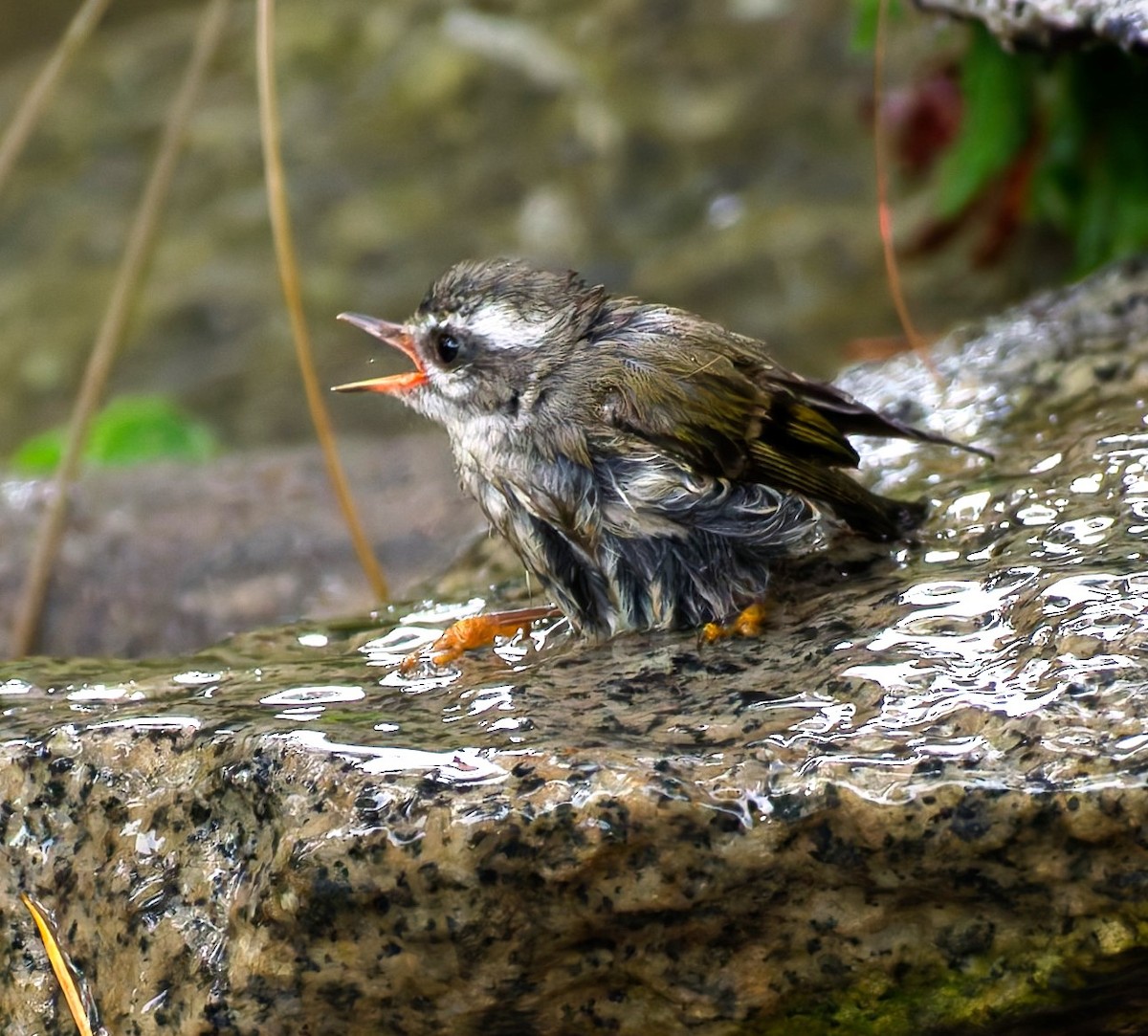 Golden-crowned Kinglet - ML643407414