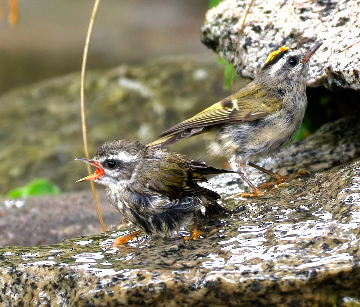 Golden-crowned Kinglet - ML643407418