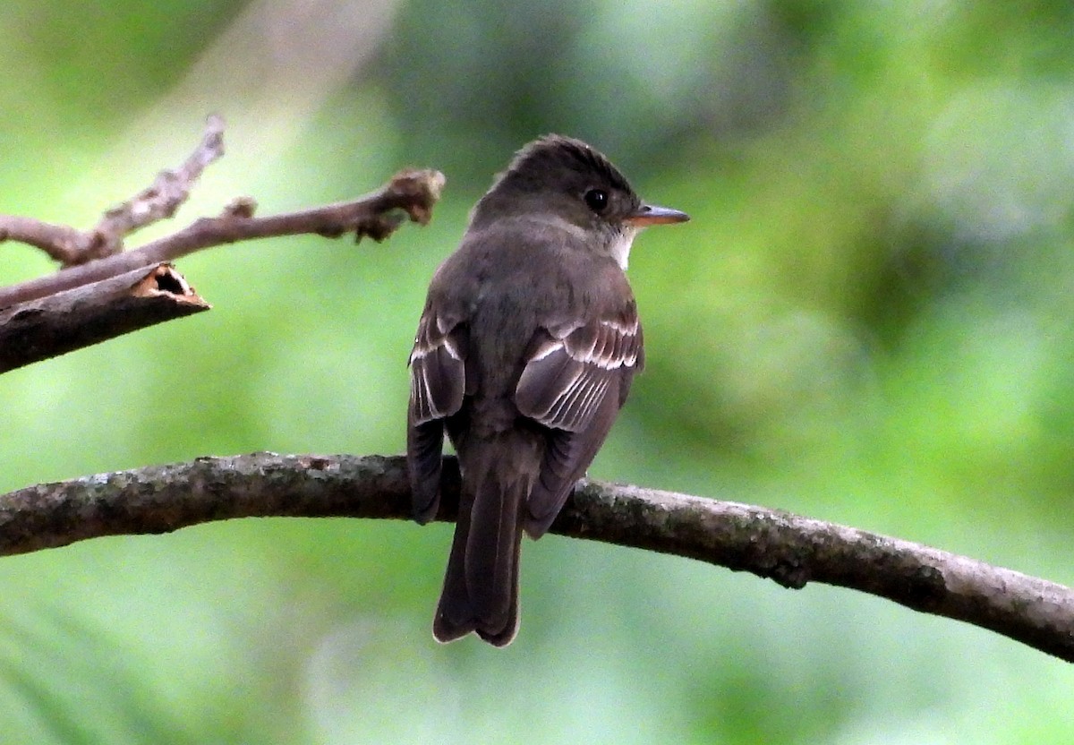 Contopus sp. - ML643407423