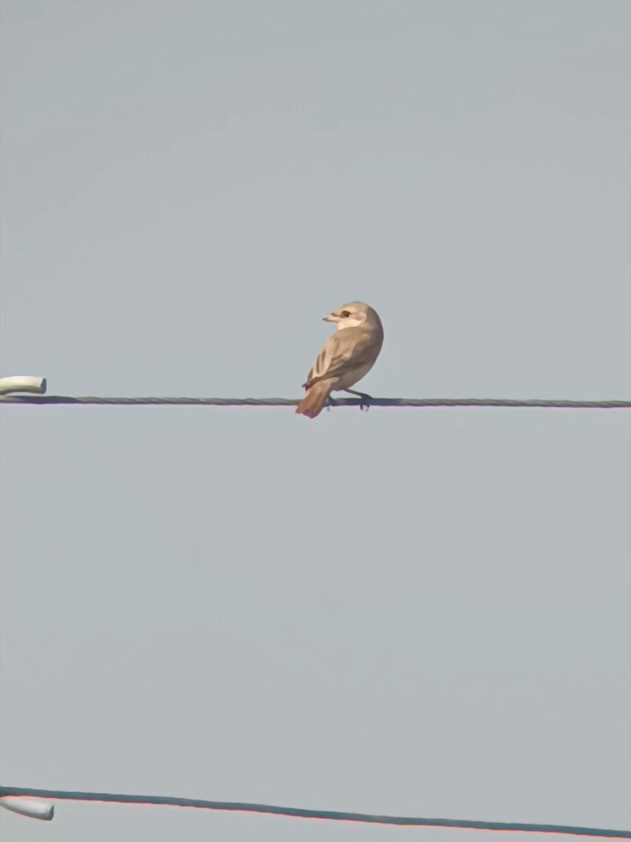 Isabelline Shrike - ML643407424