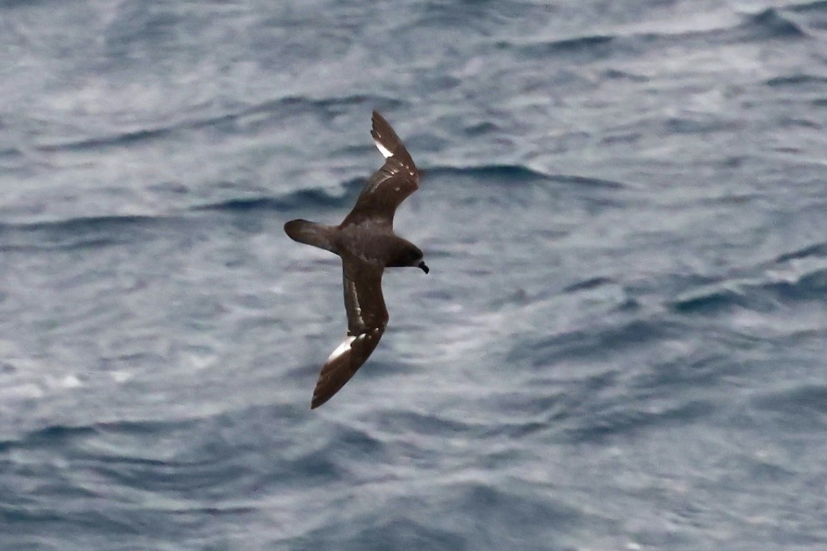 Providence Petrel - ML643407425