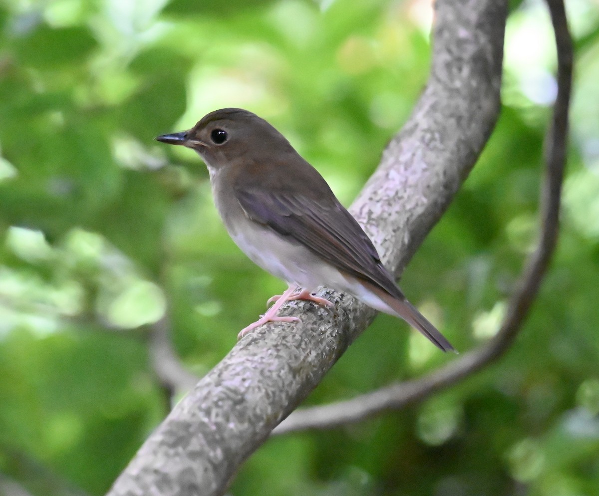 Brown-chested Jungle Flycatcher - ML643407434