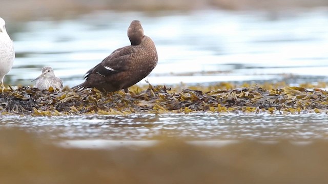Steller's Eider - ML643407435