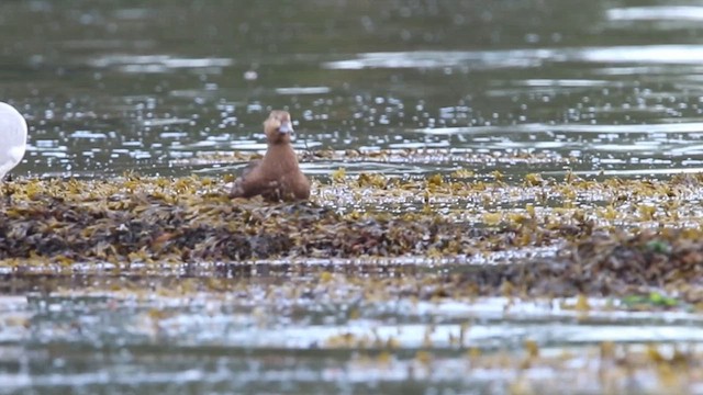 Steller's Eider - ML643407436
