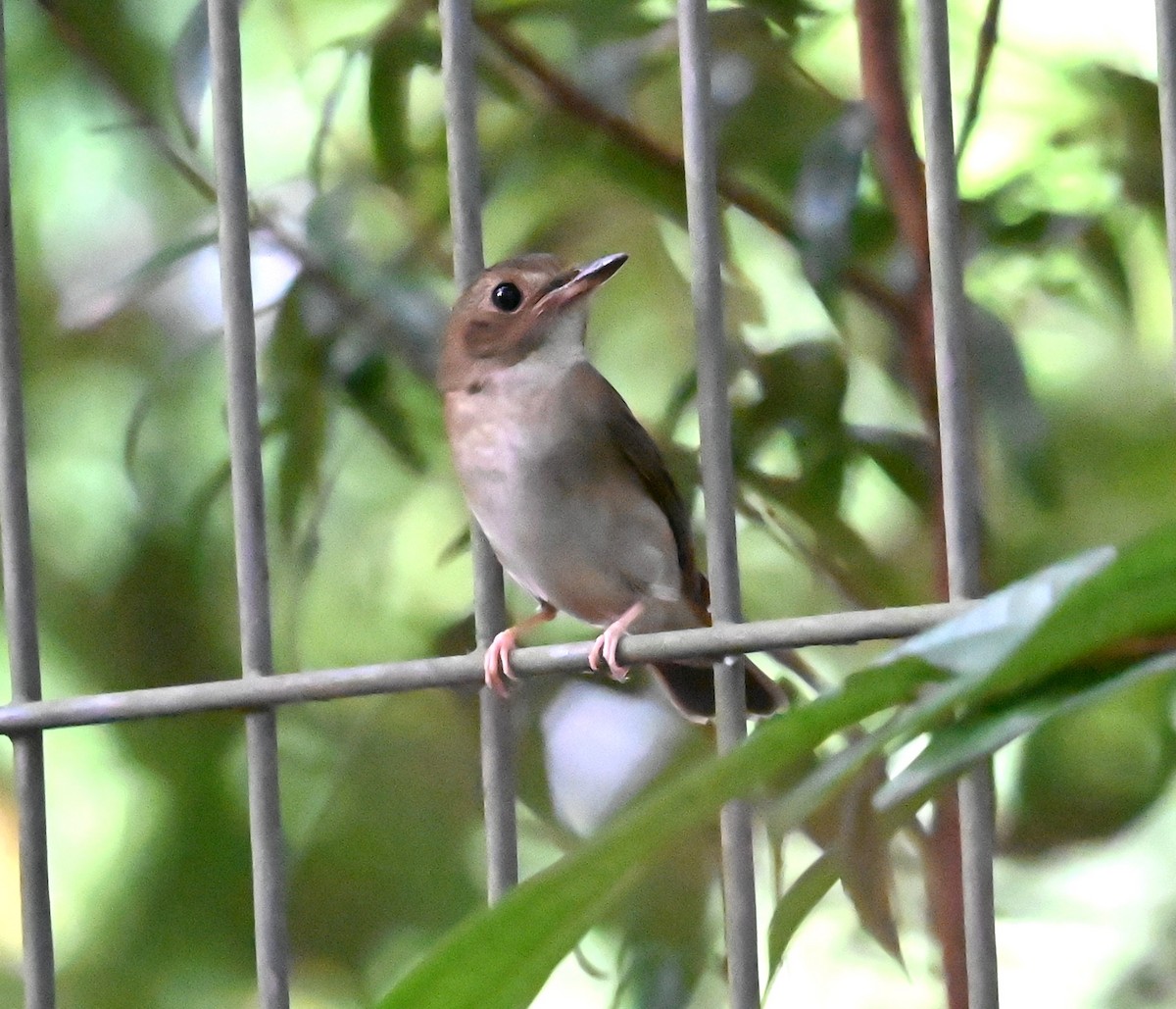 Brown-chested Jungle Flycatcher - ML643407442