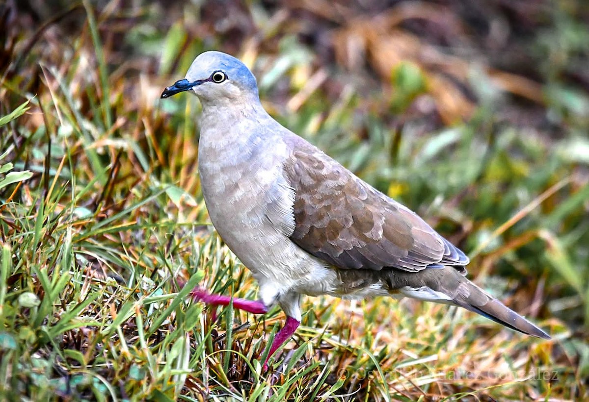 Gray-headed Dove - ML643407449