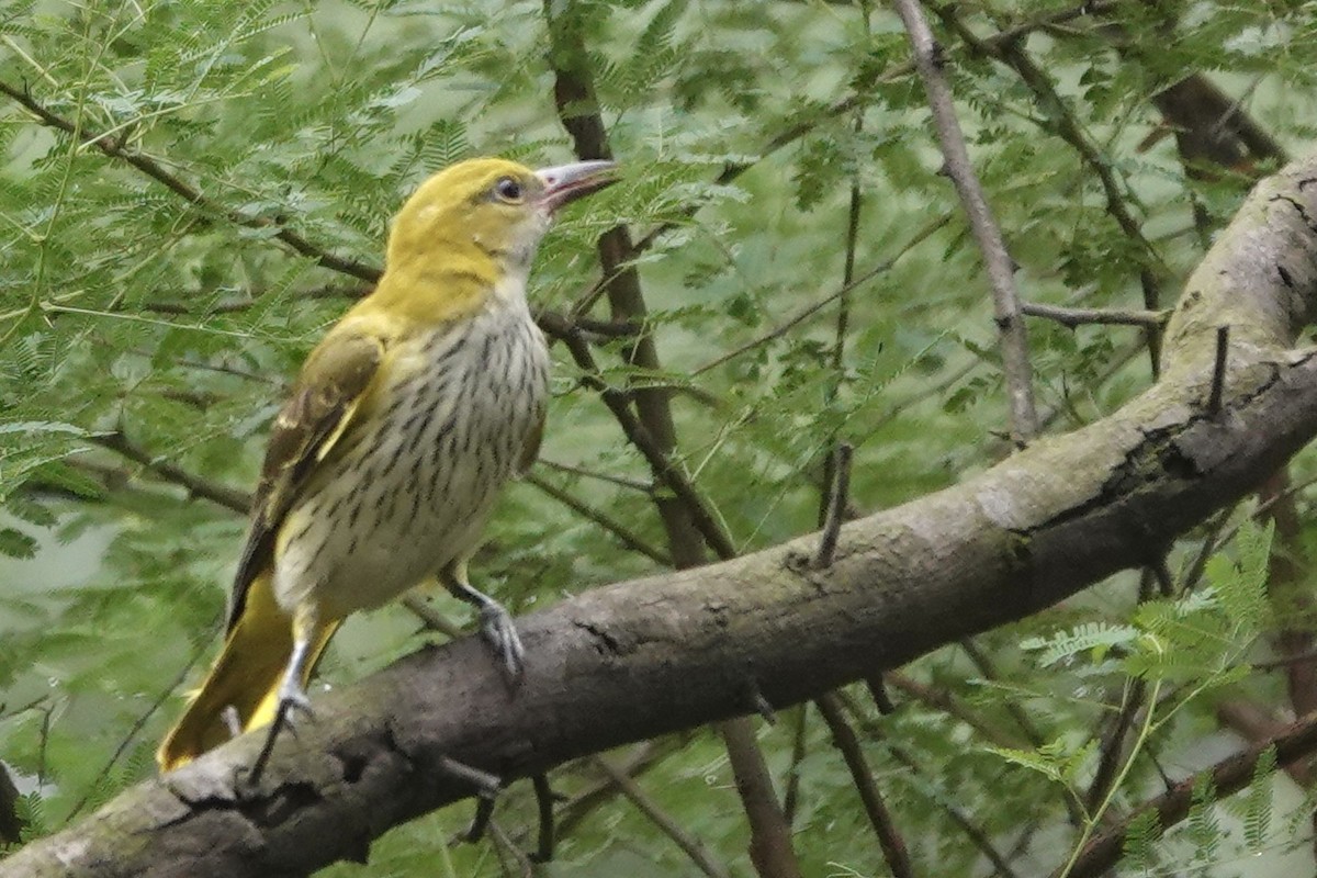 Вивільга індійська - ML643407453