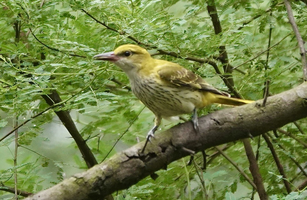 Вивільга індійська - ML643407456