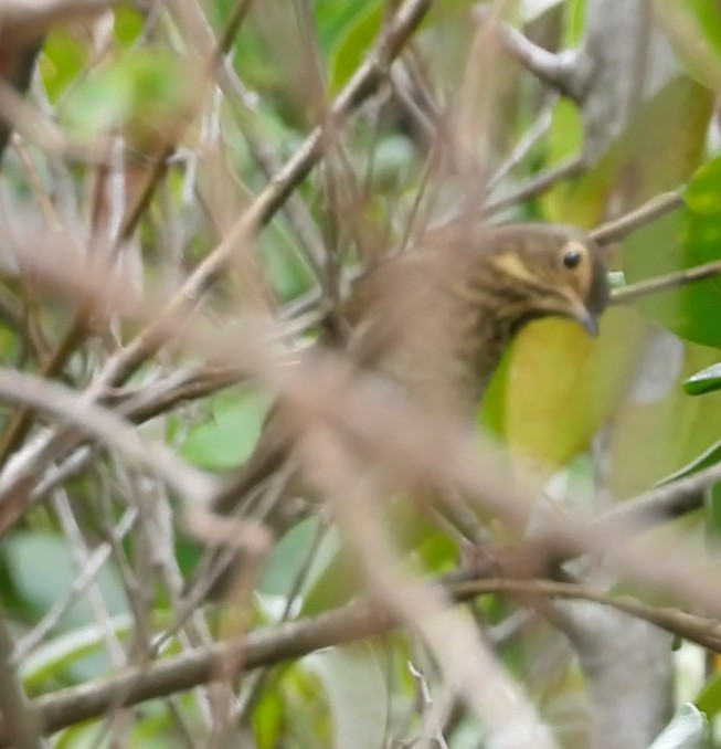 Swainson's Thrush - ML643407459