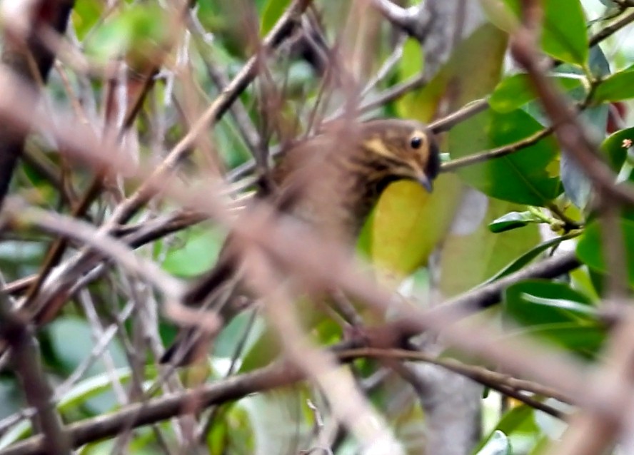 Swainson's Thrush - ML643407460