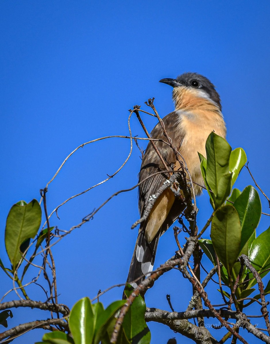 Dark-billed Cuckoo - ML643407465