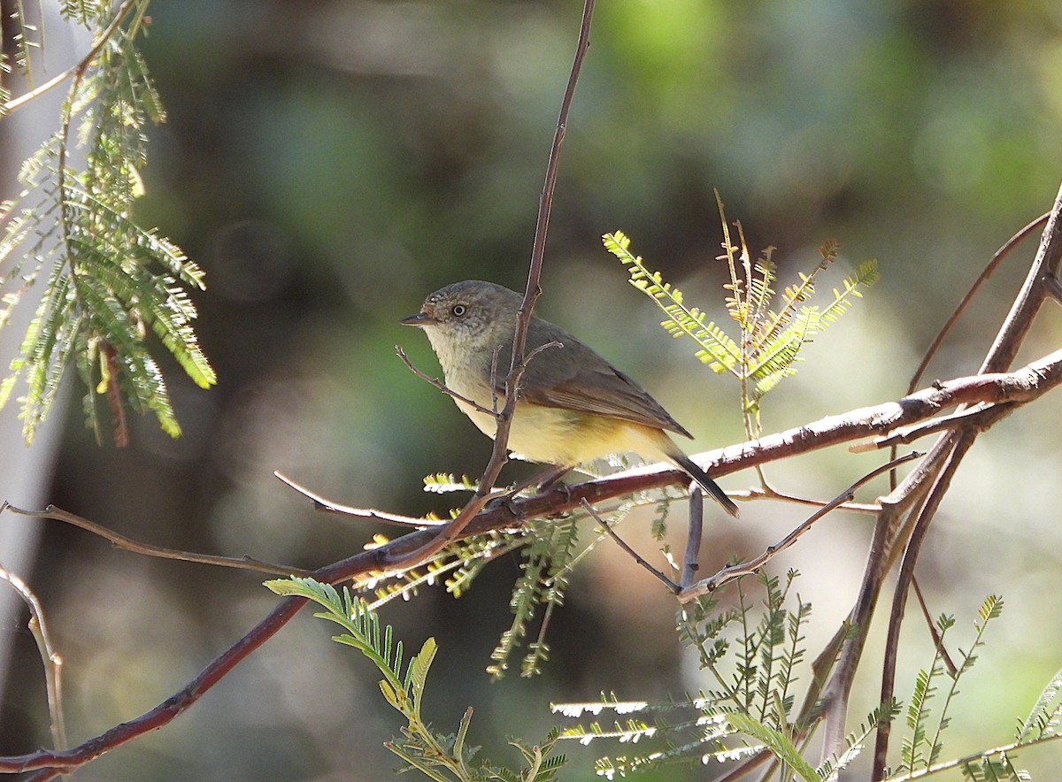 Buff-rumped Thornbill - ML643407478