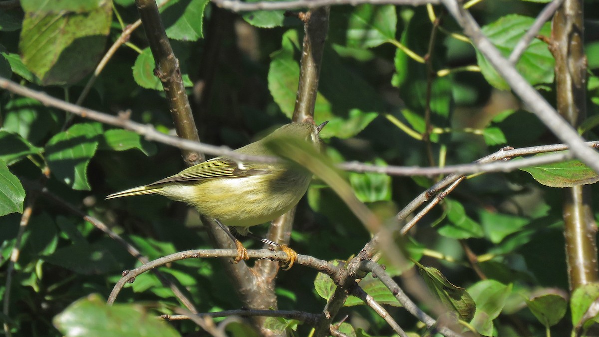 Ruby-crowned Kinglet - ML643407480