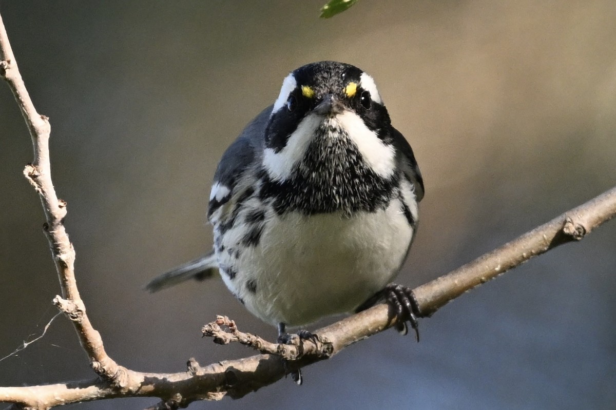 Black-throated Gray Warbler - ML643407486