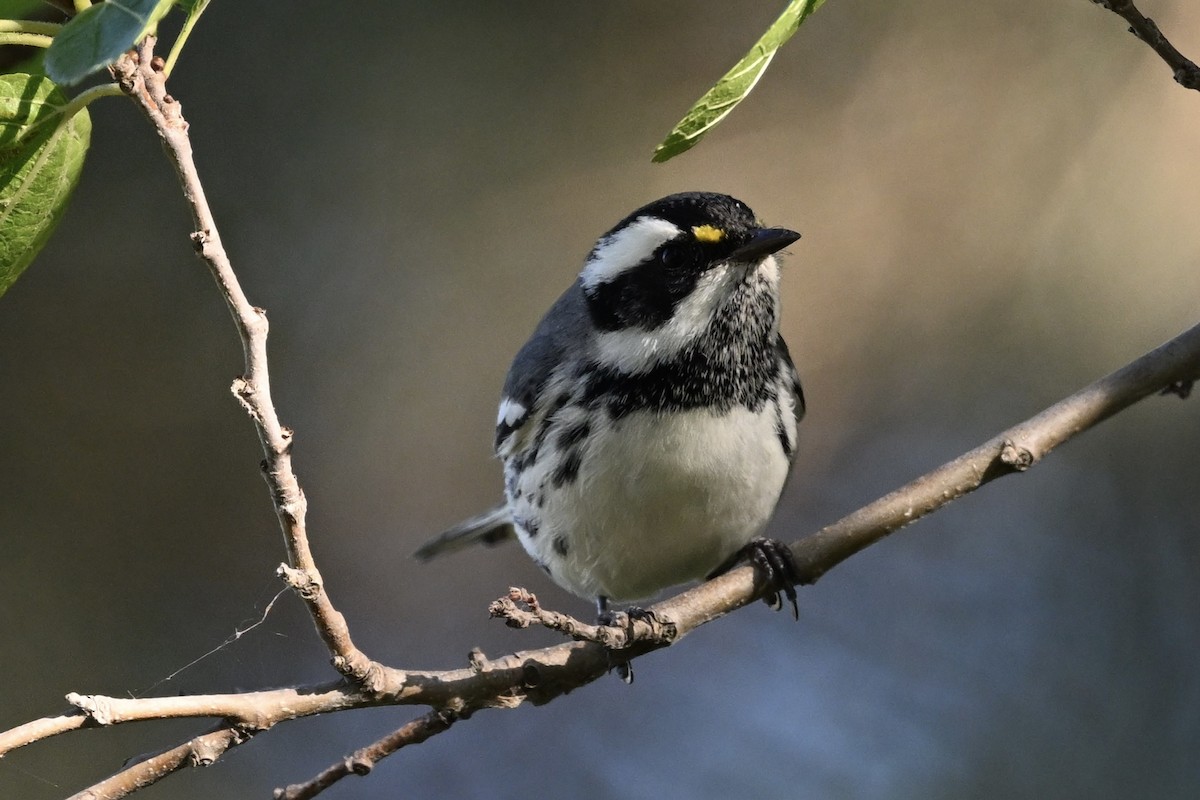 Black-throated Gray Warbler - ML643407487