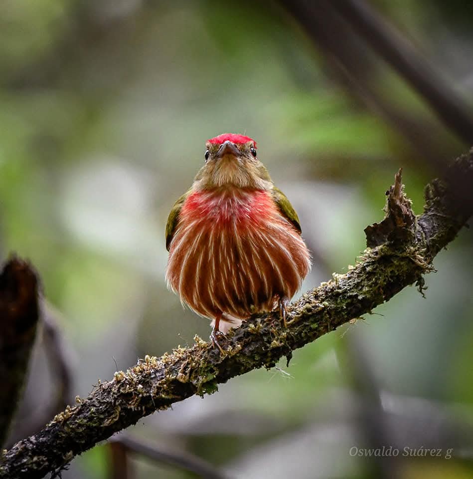 Striolated Manakin - ML643407493