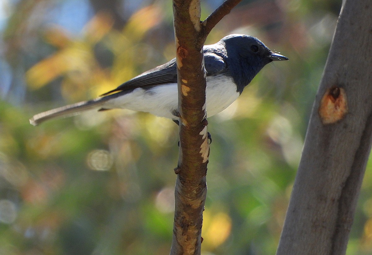 Leaden Flycatcher - ML643407498