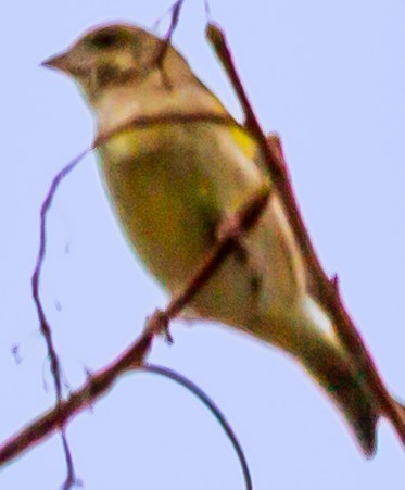 European Greenfinch - ML643407510