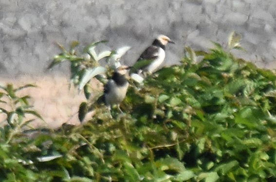 Black-collared Starling - ML643407514