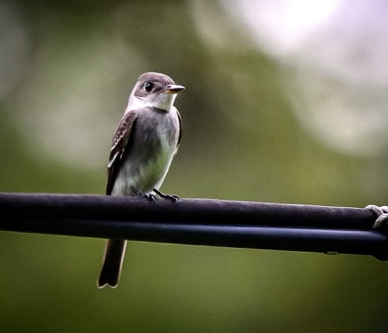 Northern Tropical Pewee - ML643407528
