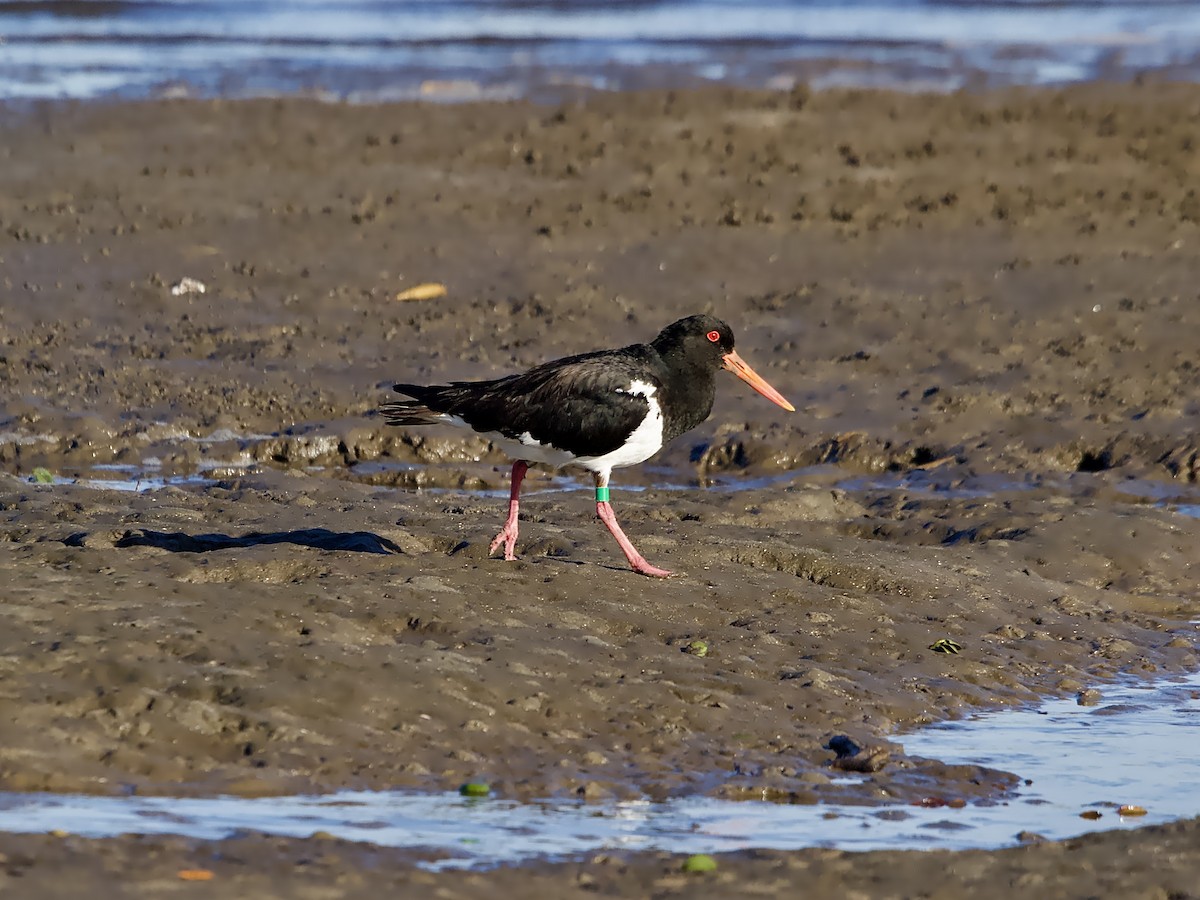 Pied Oystercatcher - ML643407531