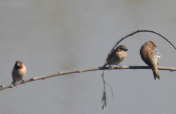 Scaly-breasted Munia - ML643407534
