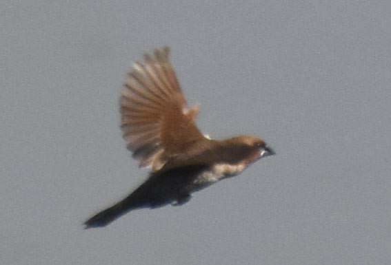 Scaly-breasted Munia - ML643407536