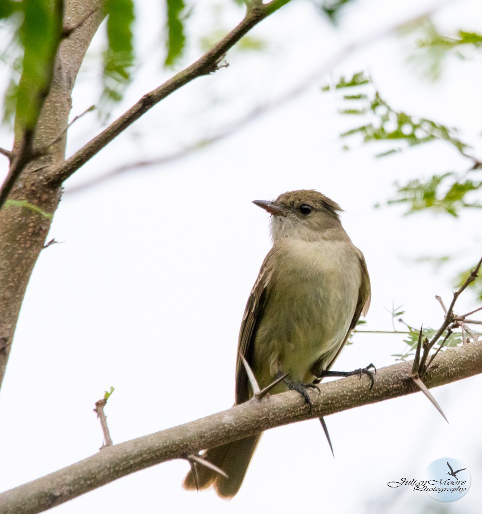 Caribbean Elaenia - ML643407540