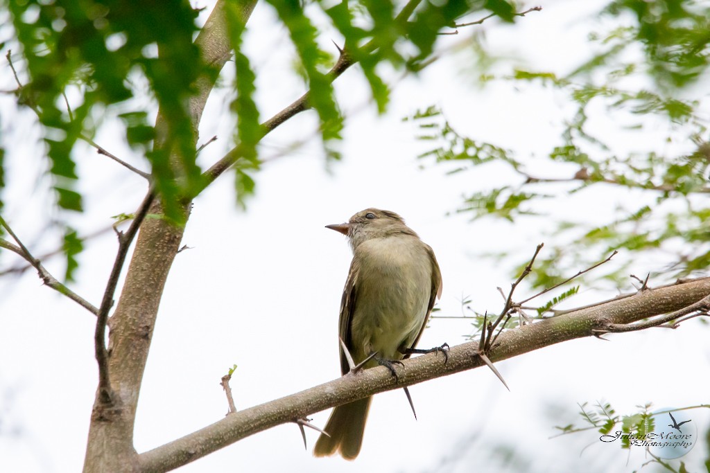 Caribbean Elaenia - ML643407541