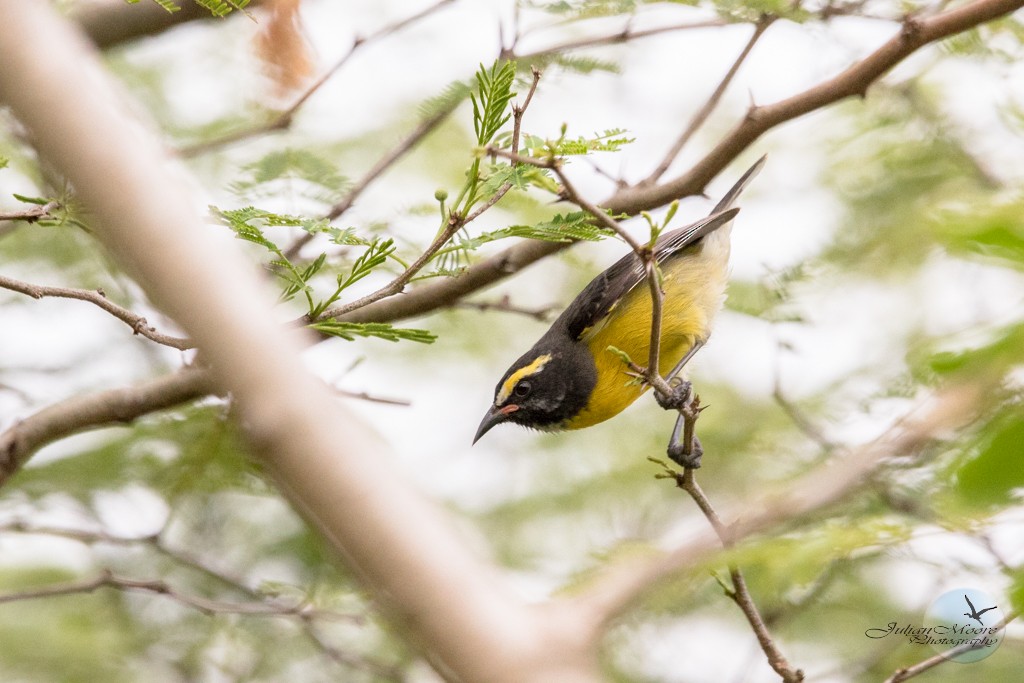 Bananaquit - ML643407555