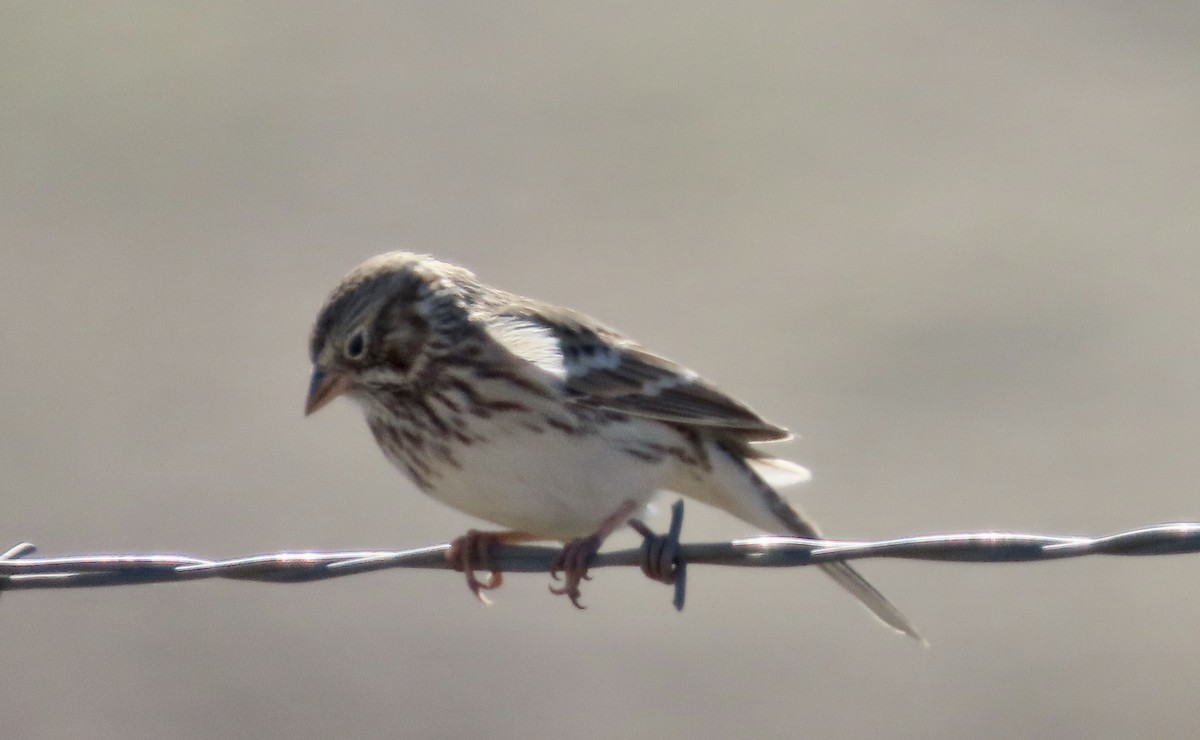 Vesper Sparrow - ML643407564