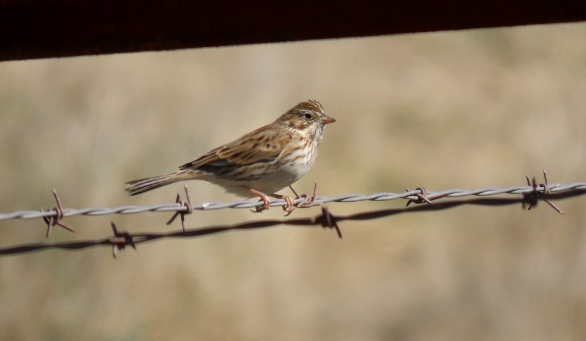 Vesper Sparrow - ML643407567