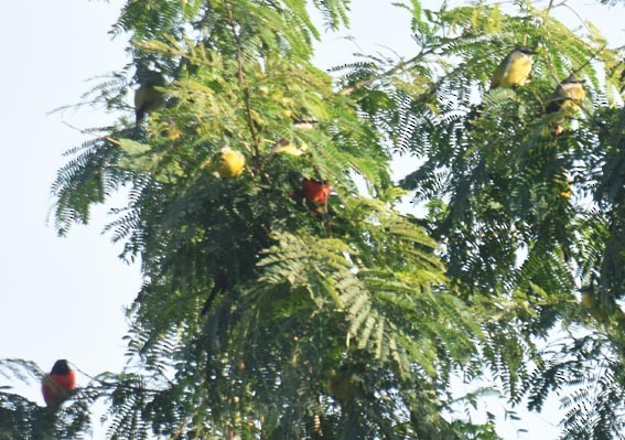 Long-tailed Minivet - ML643407568