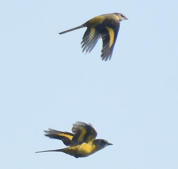 Long-tailed Minivet - ML643407573