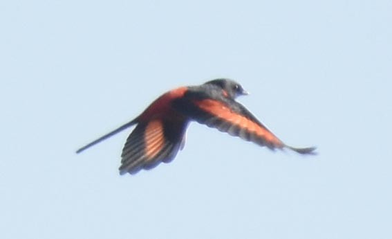 Long-tailed Minivet - ML643407578
