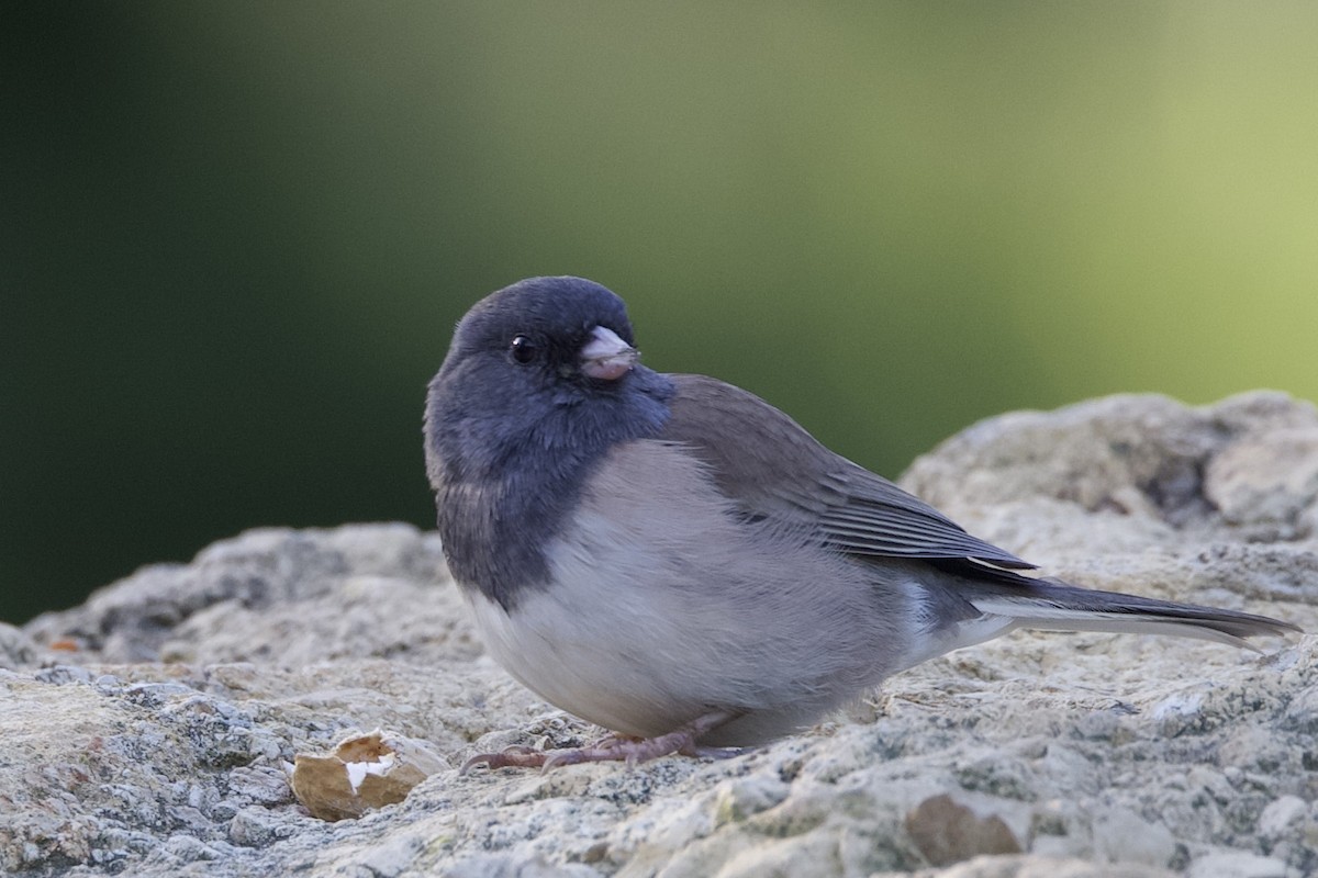Dark-eyed Junco - ML643407579