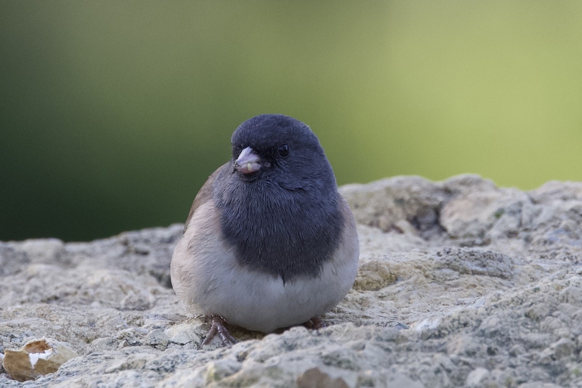 Dark-eyed Junco - ML643407580