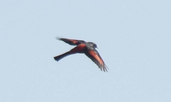 Long-tailed Minivet - ML643407582