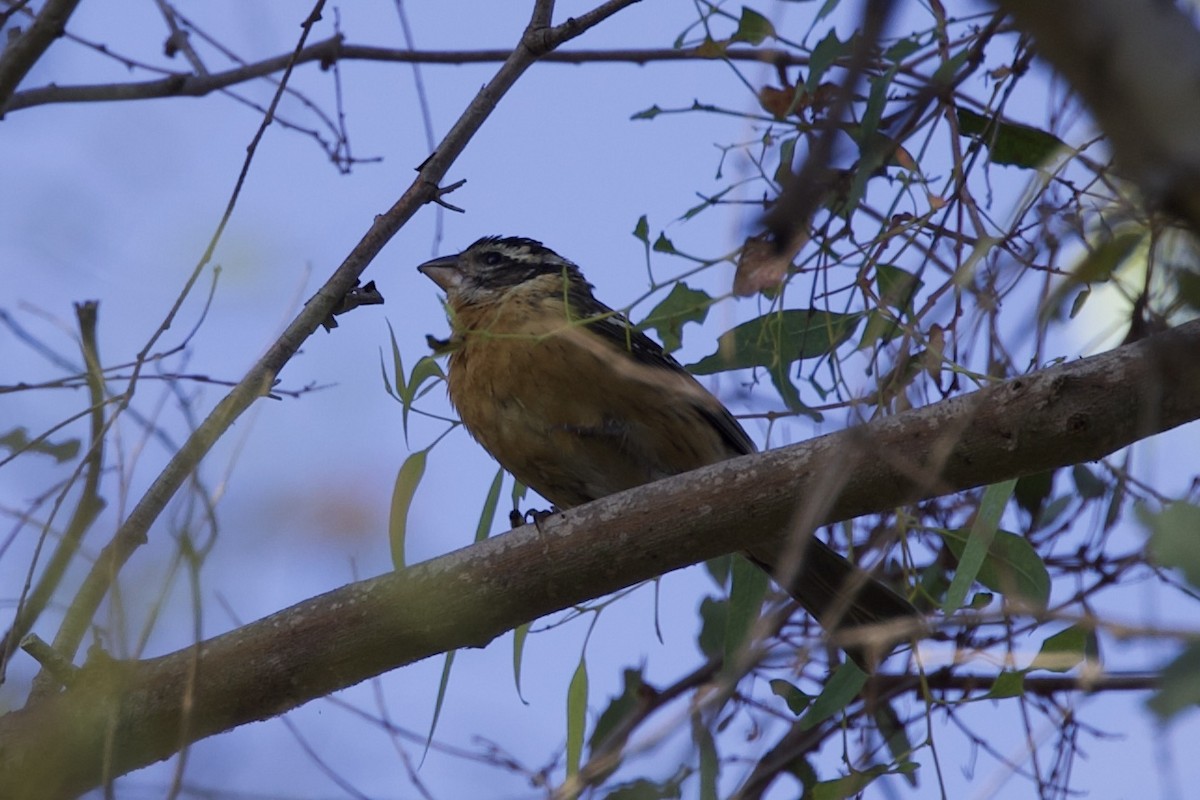 Black-headed Grosbeak - ML643407587