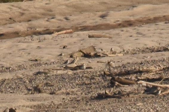 Small Pratincole - ML643407597