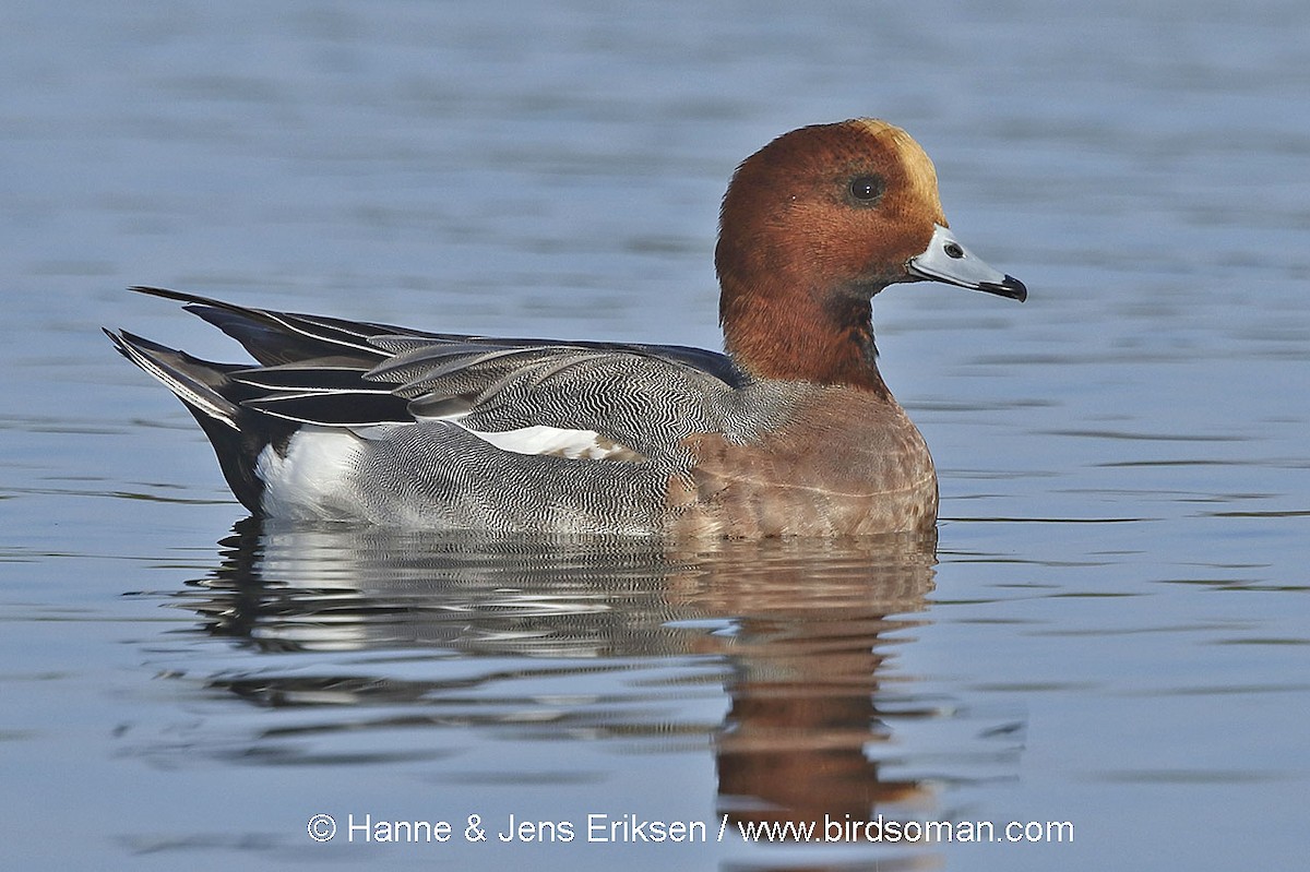 Eurasian Wigeon - ML64340761