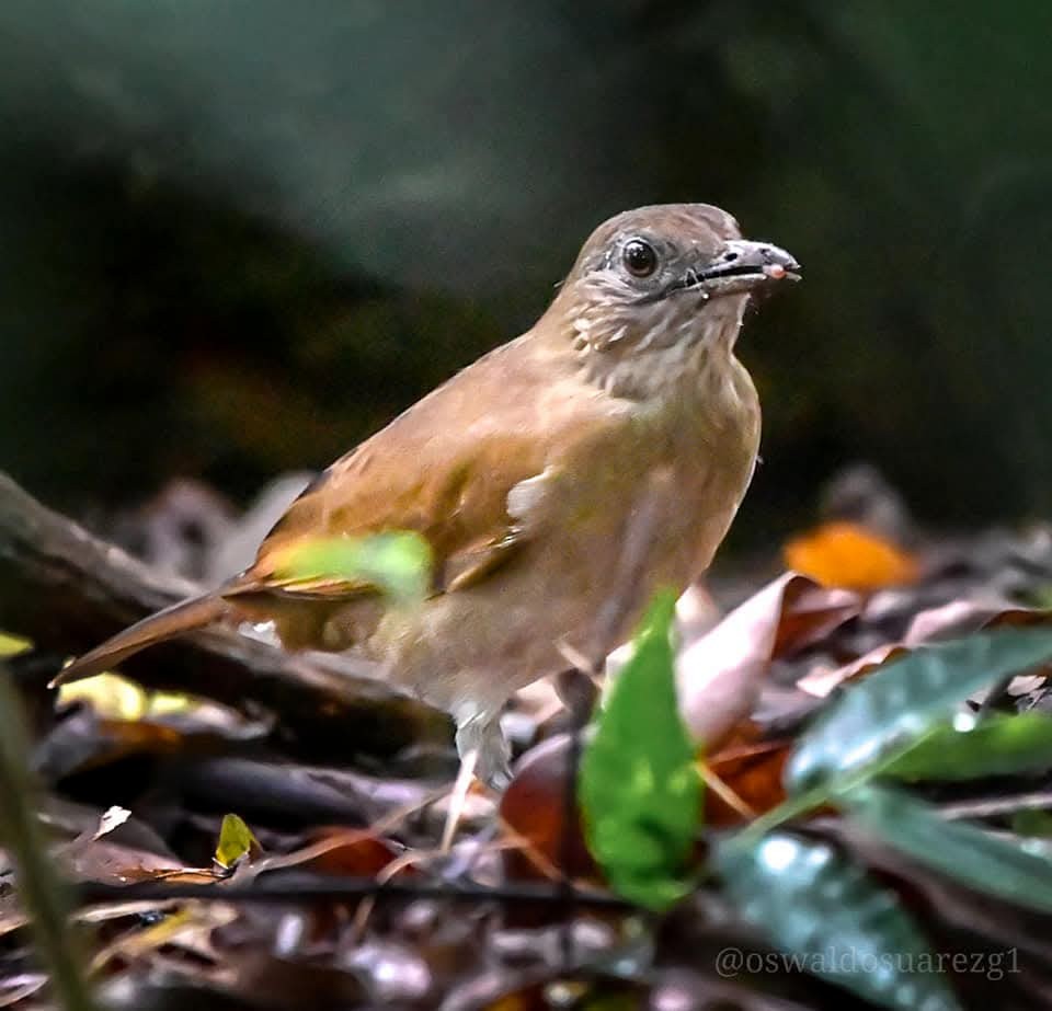 røyktrost - ML643407619