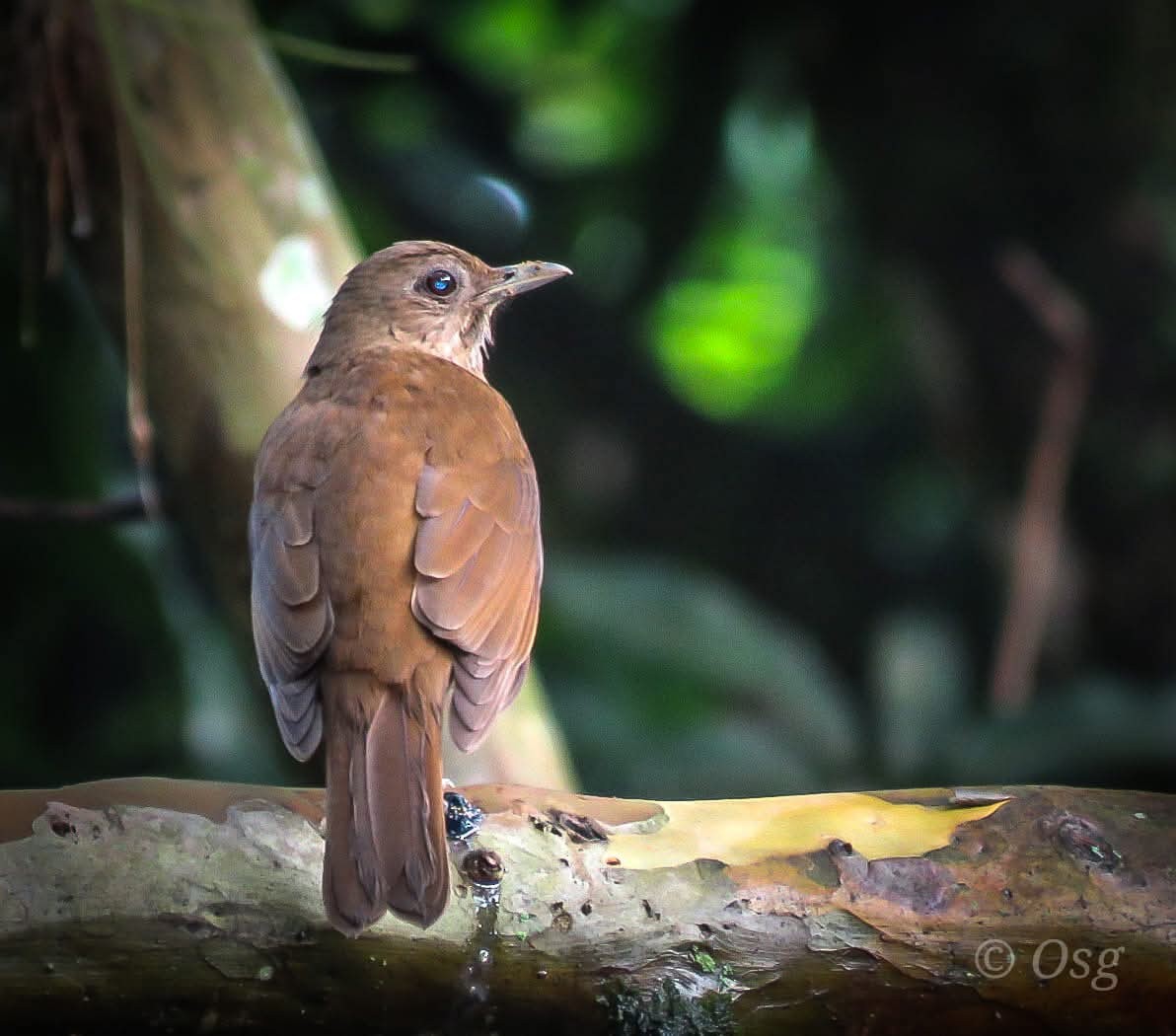 røyktrost - ML643407620